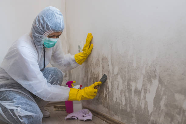 Best Basement Mold Remediation in Monongahela, PA